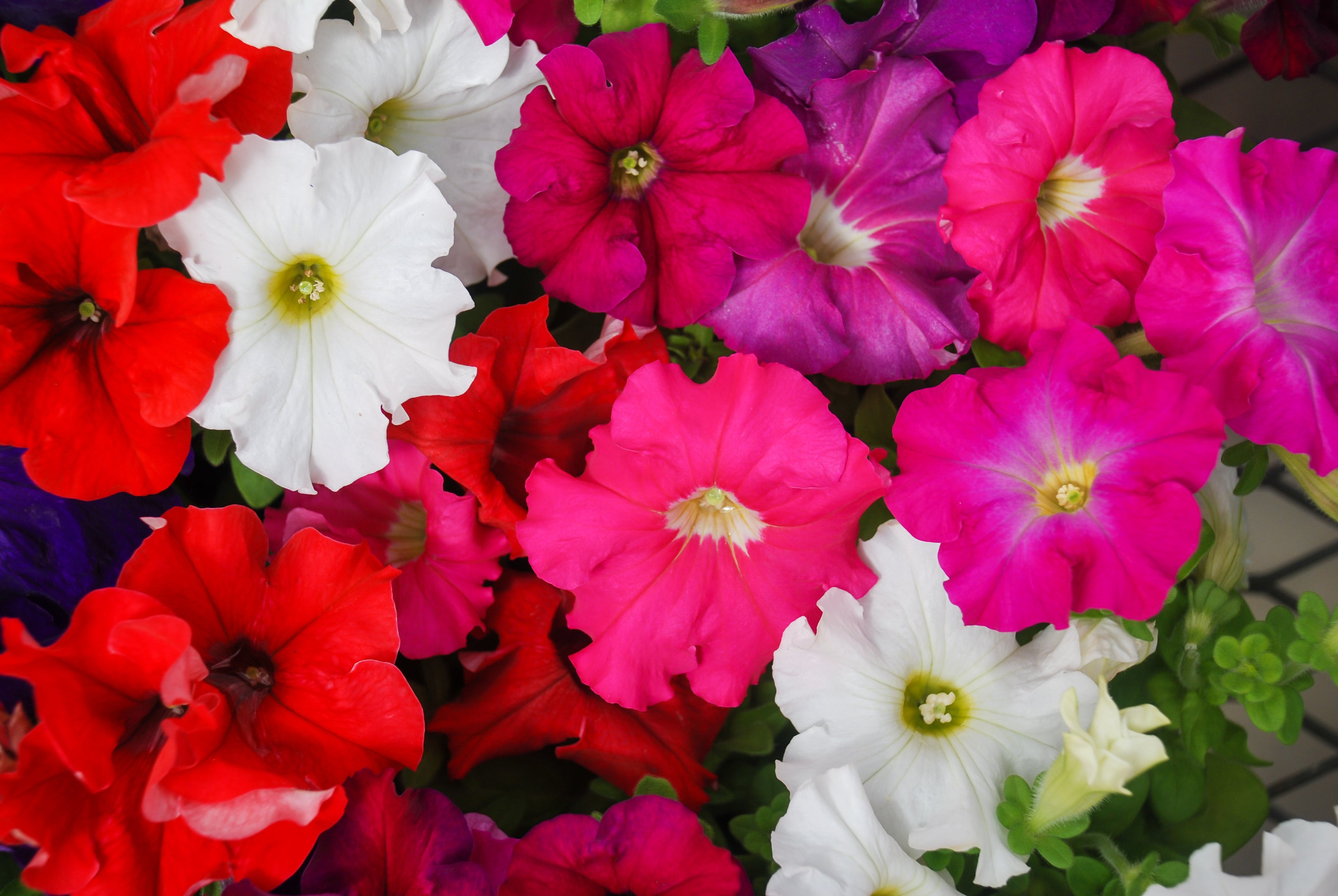 250 Mixed Colors DWARF PETUNIA Pink Red Purple White Bicolor Flower Seeds