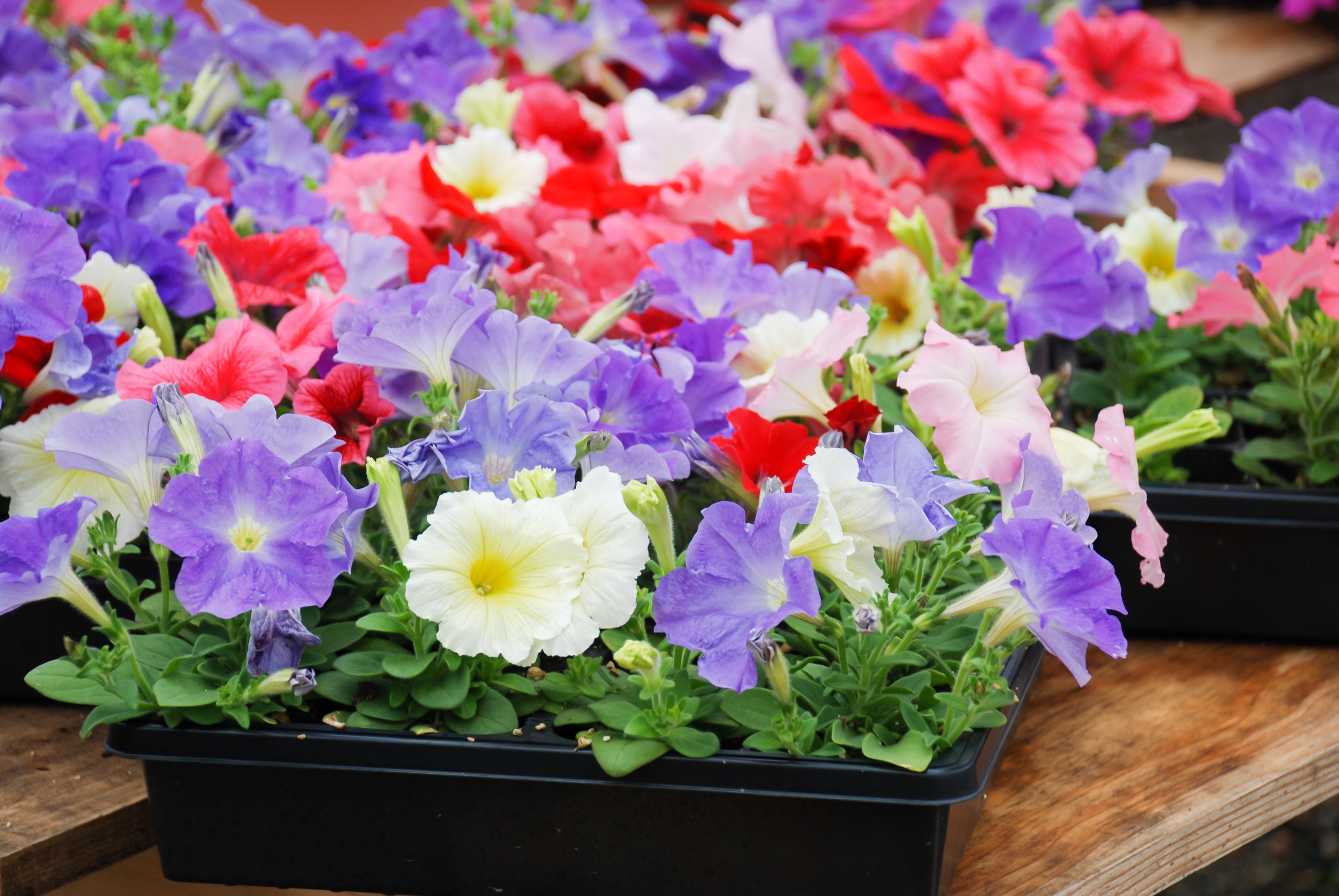 250 Mixed Colors DWARF PETUNIA Pink Red Purple White Bicolor Flower Seeds