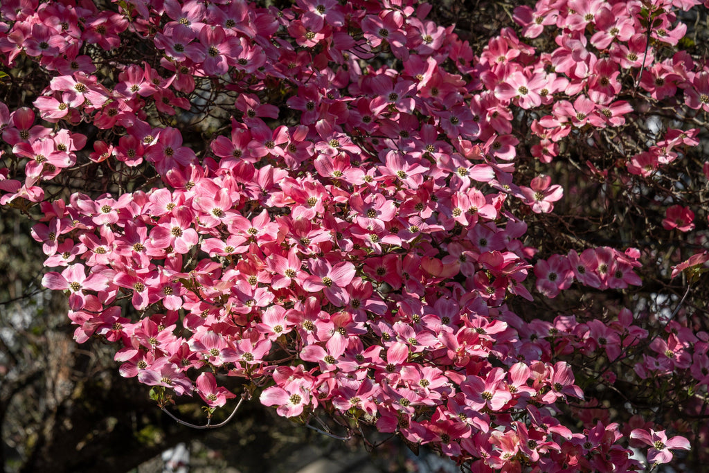 5 PINK FLOWERING DOGWOOD Tree Cornus Florida Rubra Native Ornamental Tree Seeds