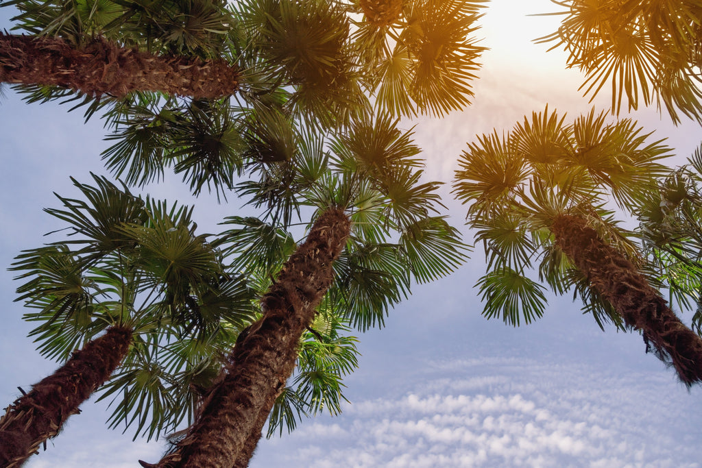 30 CALIFORNIA FAN PALM Tree Petticoat Arizona Desert Washingtonia Filifera Seeds