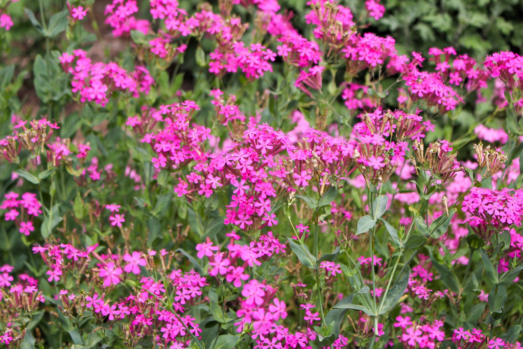 1000 TALL CATCHFLY (Campion / None So Pretty) Silene Armeria Pink Flower Seeds