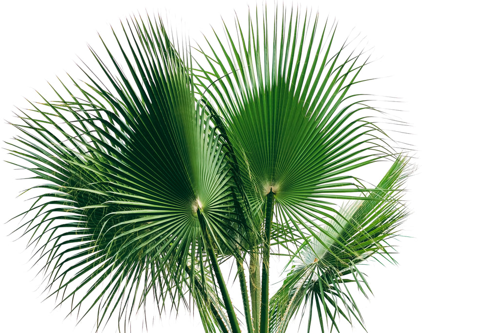 30 CALIFORNIA FAN PALM Tree Petticoat Arizona Desert Washingtonia Filifera Seeds
