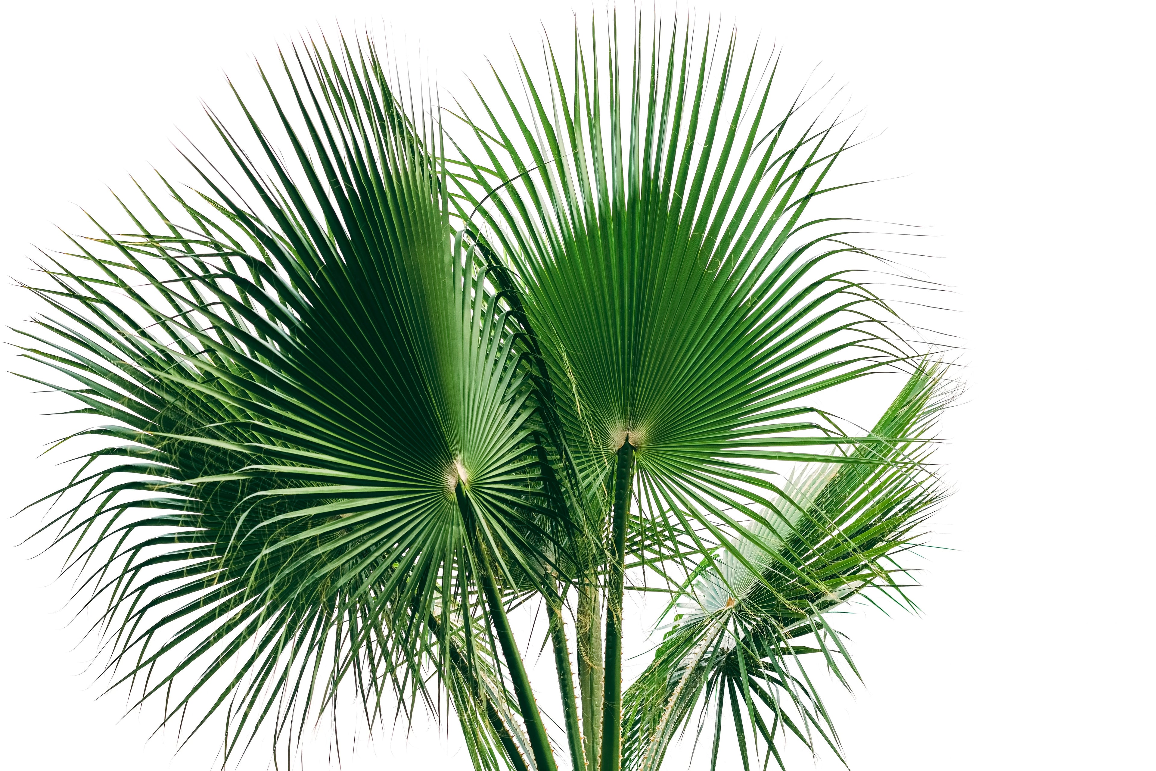 30 CALIFORNIA FAN PALM Tree Petticoat Arizona Desert Washingtonia Filifera Seeds