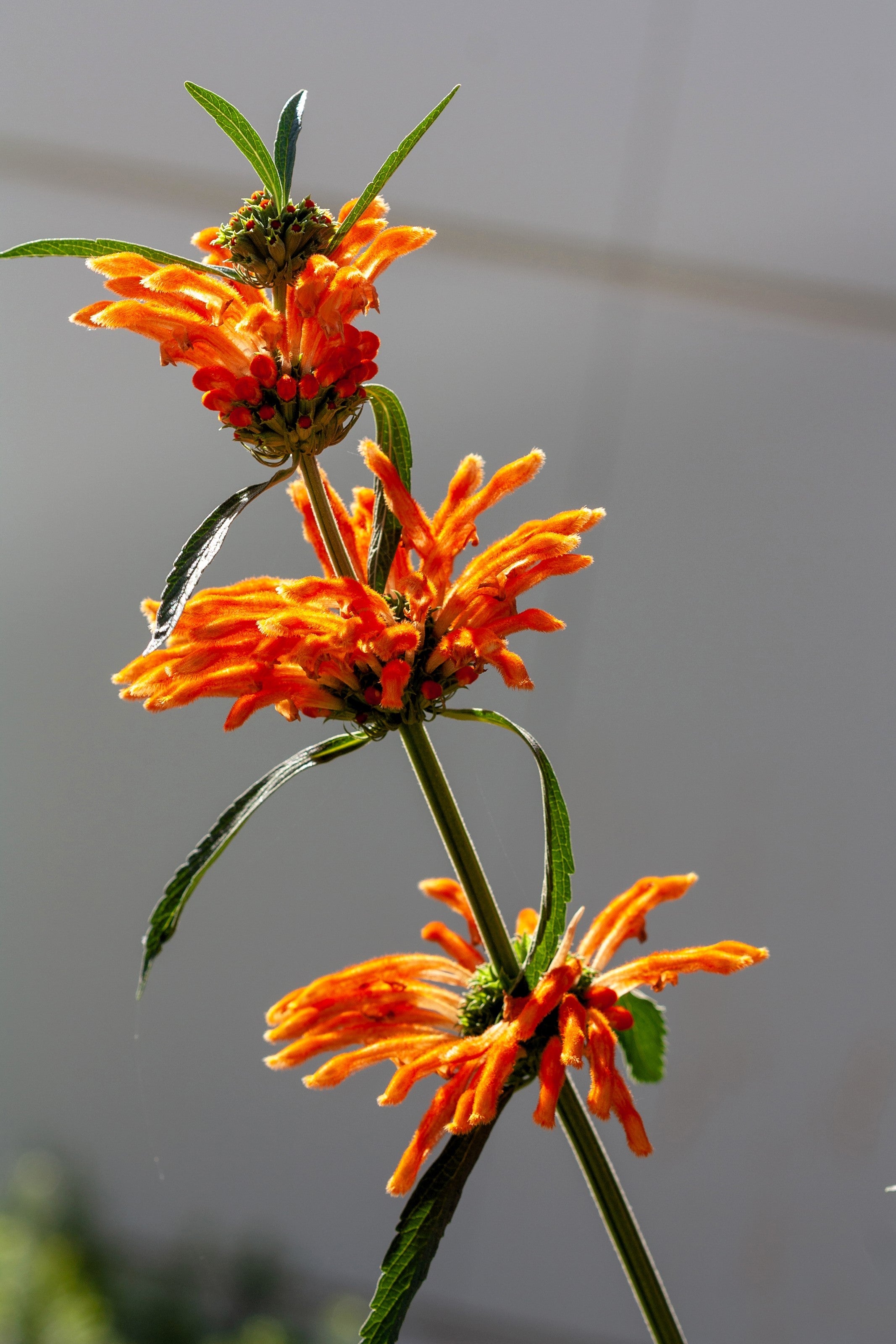 25 KLIP DAGGA (Lions Ear / Lions Tail / Wild Klip Dagga) Leonotis Nepetifolia Flower Seeds