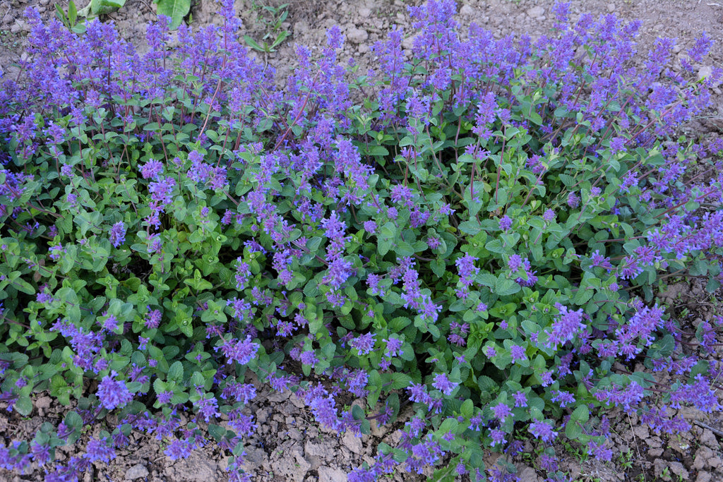 50 PERSIAN CATMINT Mussins Nepeta Racemosa Flower Seeds