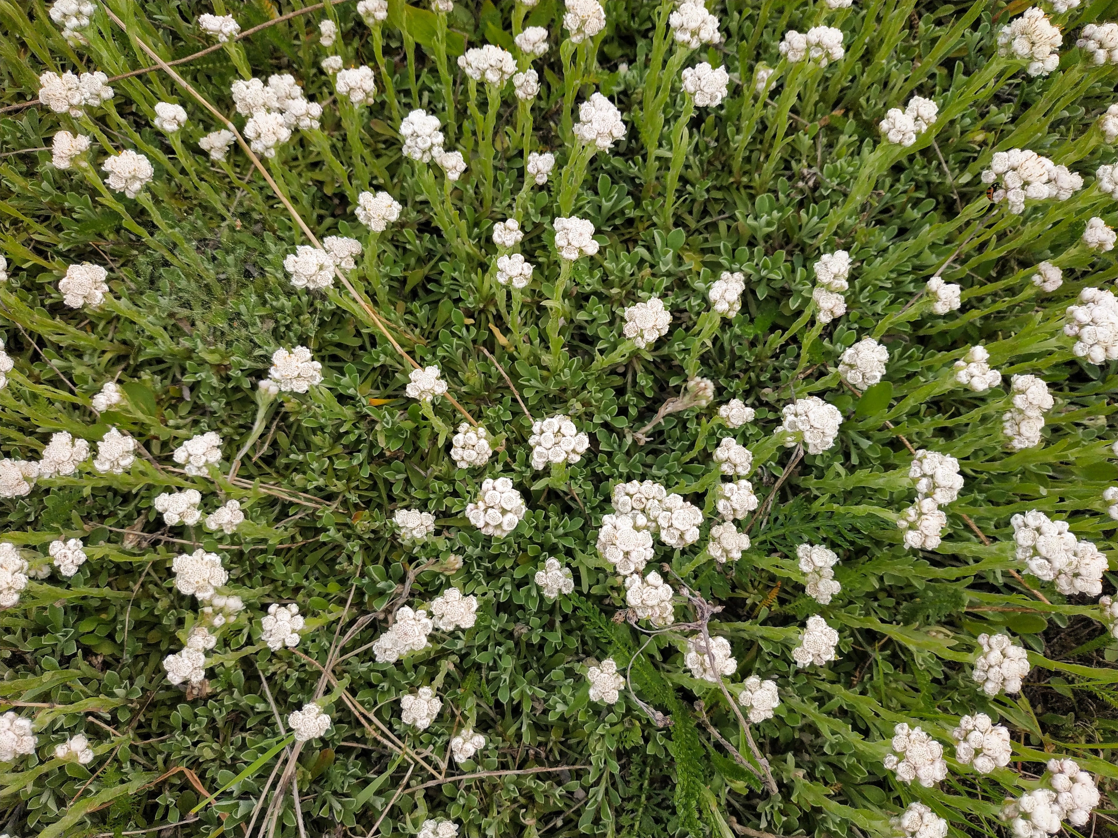 150 White PUSSYTOES Cats Paws Antennaria Flower Seeds