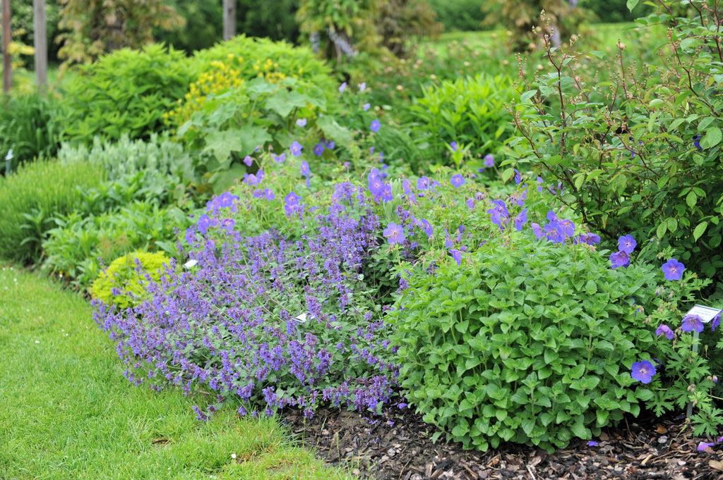 50 PERSIAN CATMINT Mussins Nepeta Racemosa Flower Seeds