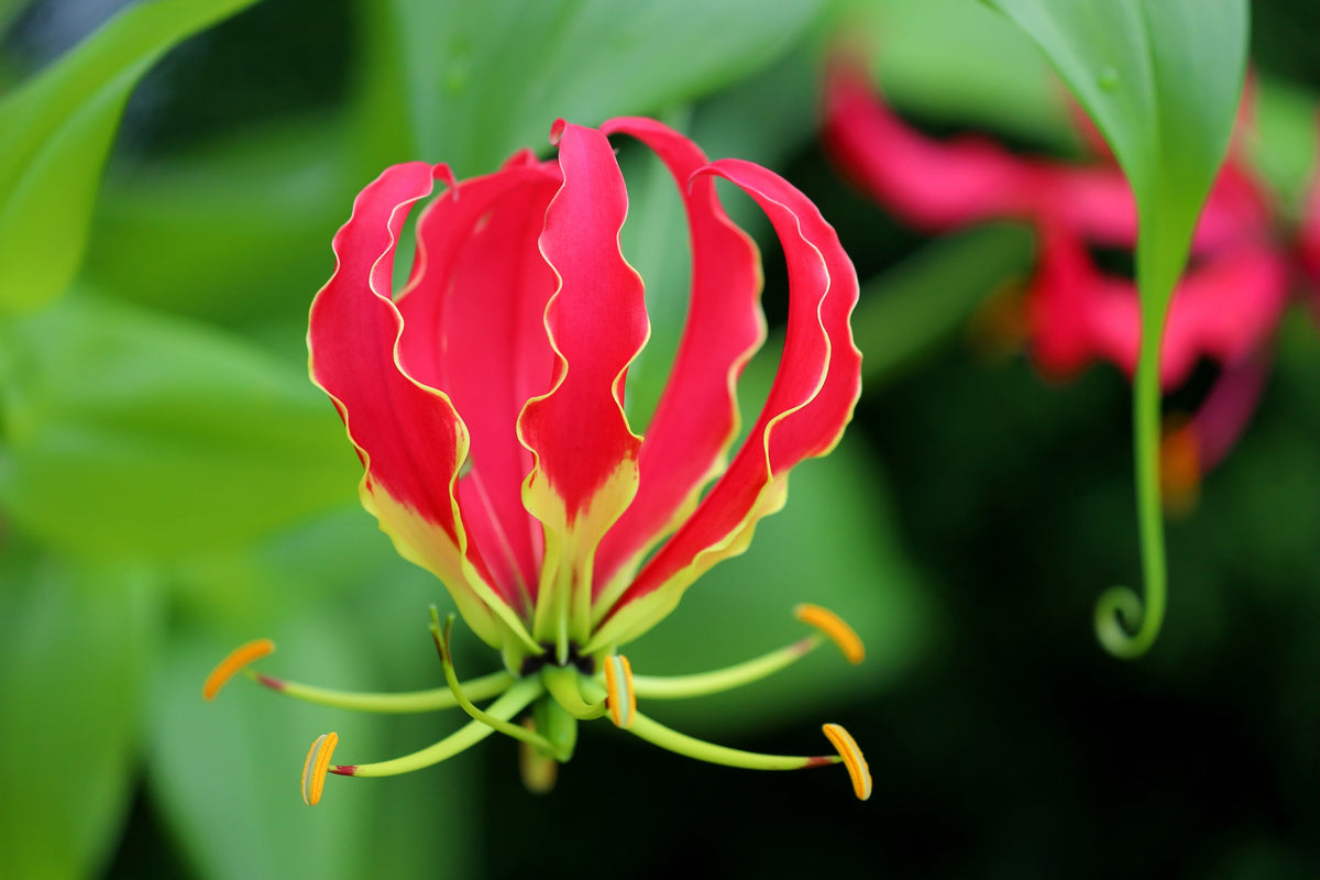 10 RED GLORIOSA LILY Flame Lily Gloriosa Superba Red & Yellow Flower Vine Seeds