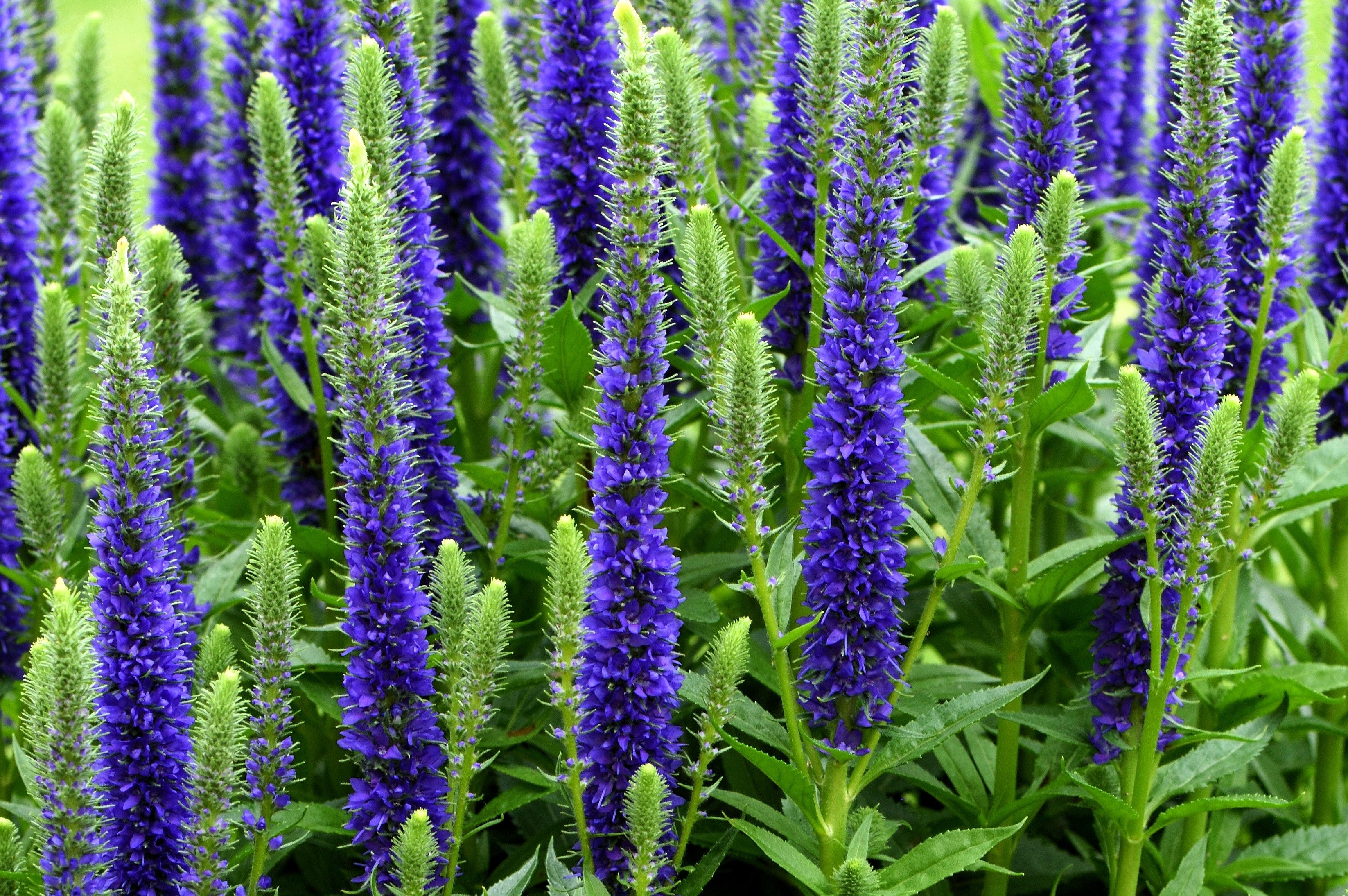 200 BLUE BOUQUET VERONICA Spicata Spike Speedwell Herb Flower Seeds