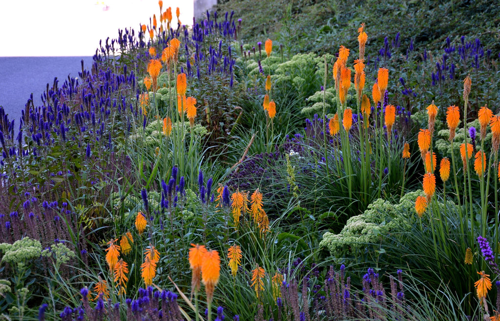 200 BLUE BOUQUET VERONICA Spicata Spike Speedwell Herb Flower Seeds