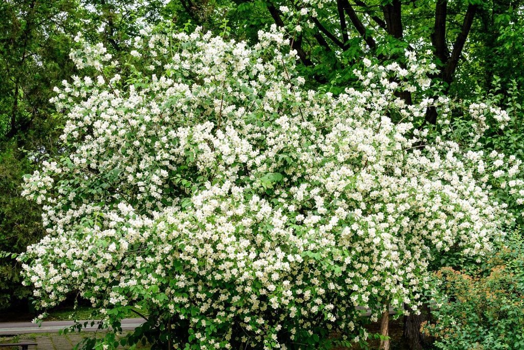20 SWEET MOCK ORANGE English Dogwood Philadelphus Coronarius Shrub Flower Seeds