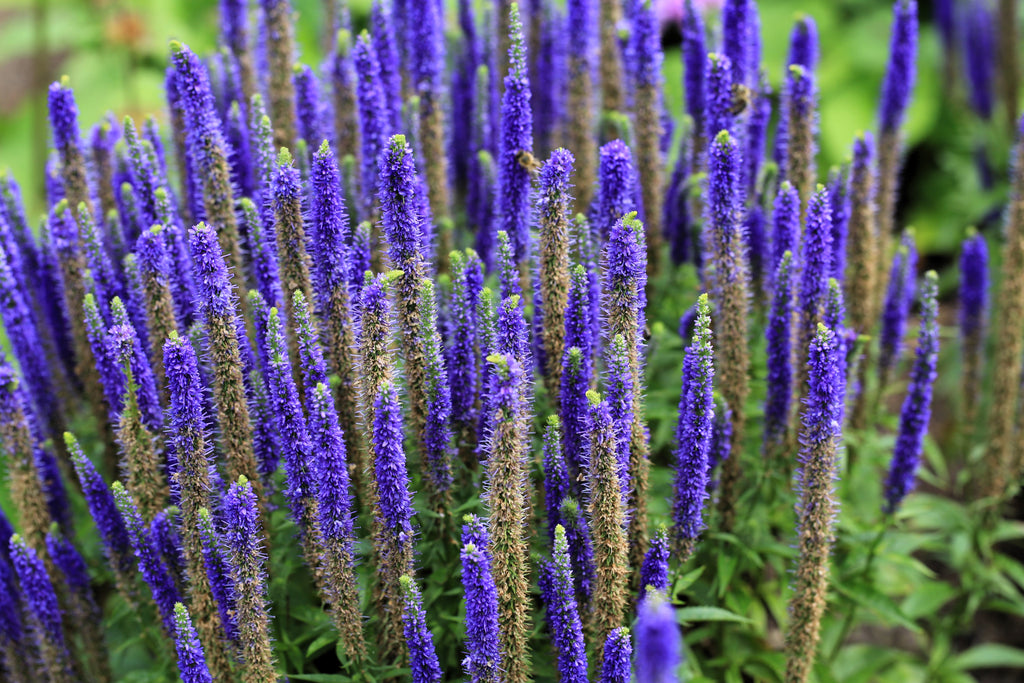 200 BLUE BOUQUET VERONICA Spicata Spike Speedwell Herb Flower Seeds
