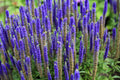 200 BLUE BOUQUET VERONICA Spicata Spike Speedwell Herb Flower Seeds