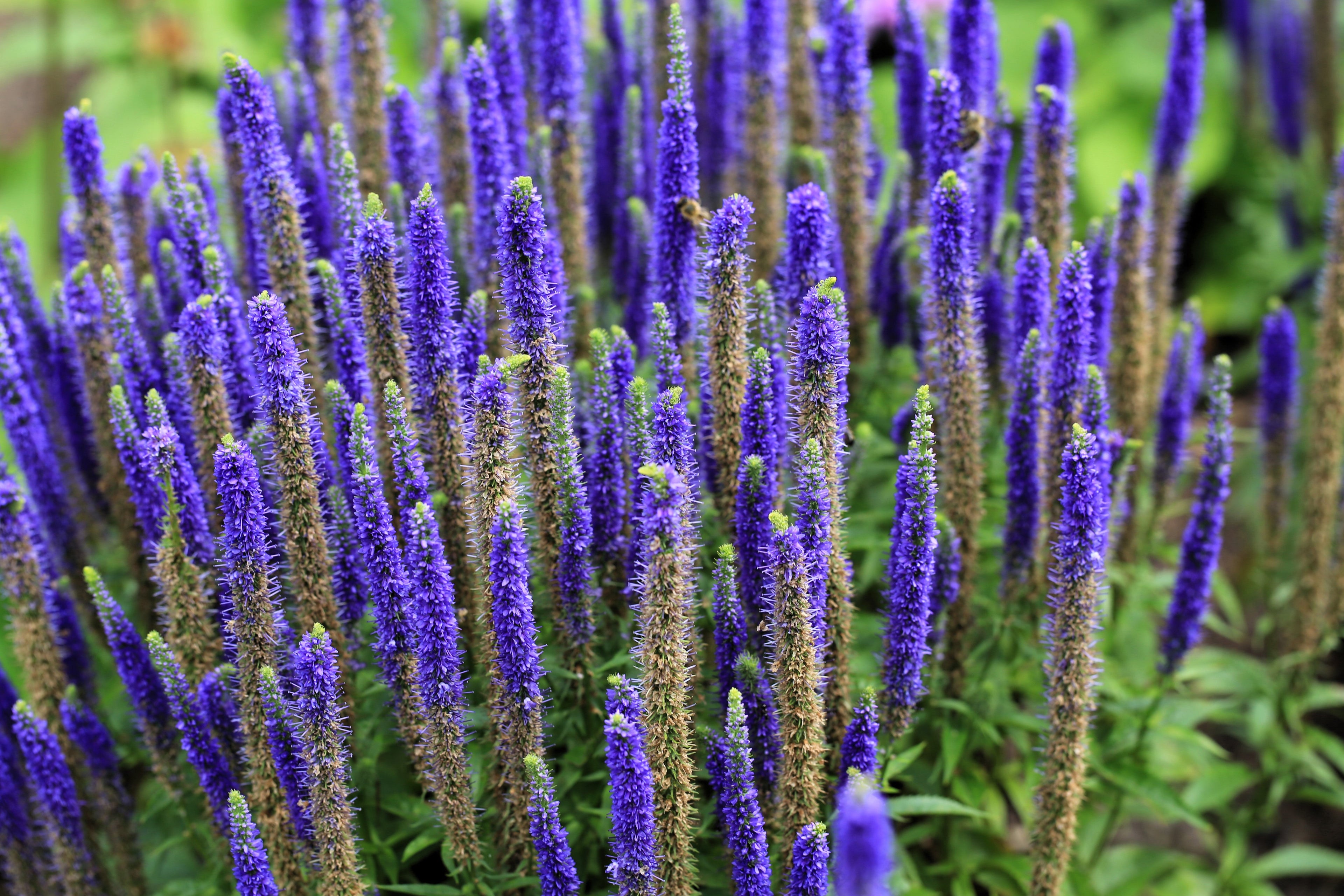 200 BLUE BOUQUET VERONICA Spicata Spike Speedwell Herb Flower Seeds