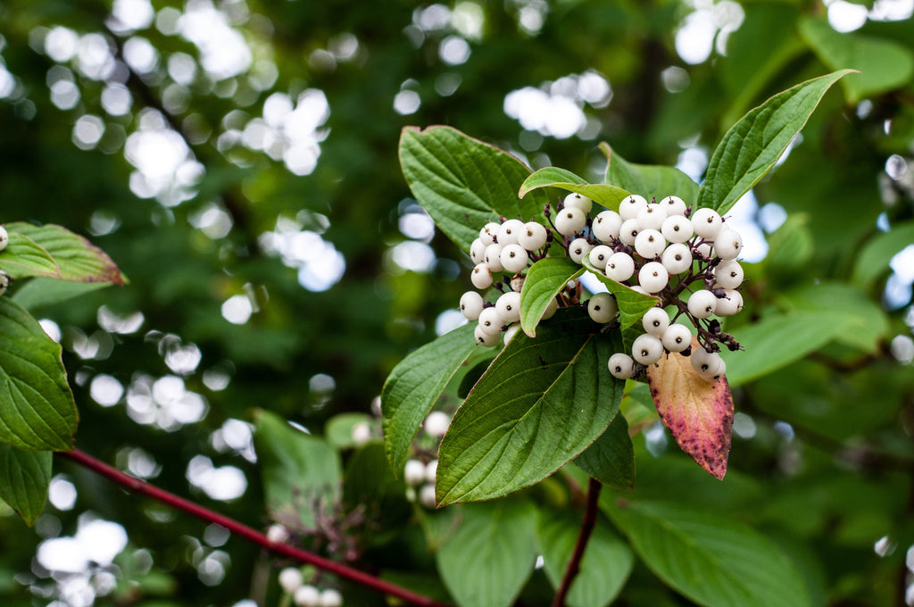 20 RED TWIG DOGWOOD American Red Osier Shrub White Flower Cornus Sericea Seeds