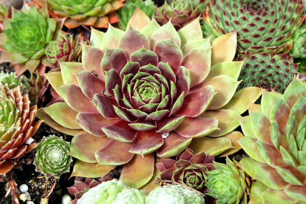 50 MOUNTAIN HOUSELEEK Hens & Chicks Sempervivum Montanum Green Red / Pink Flower Houseplant Seeds