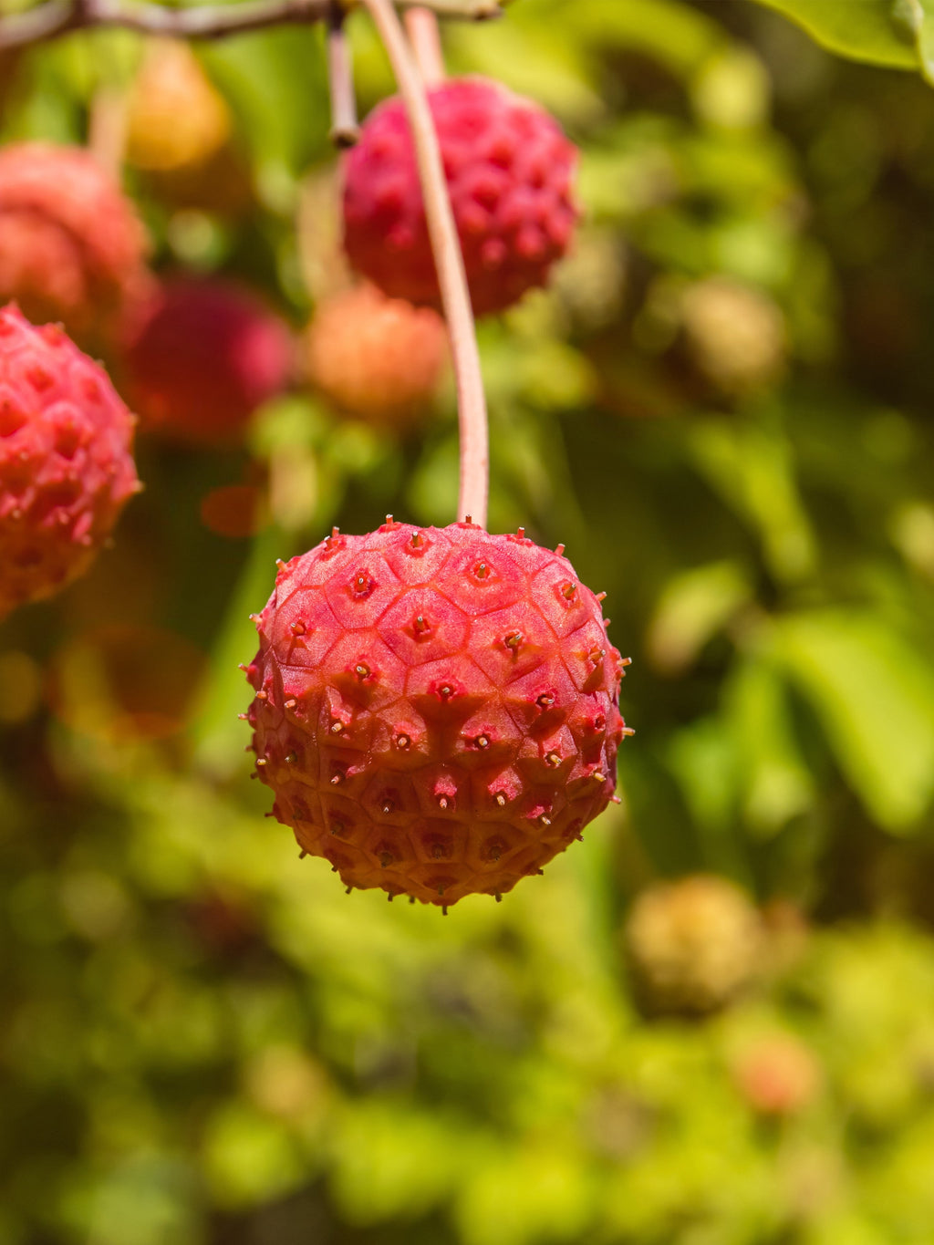 20 HIMALAYAN DOGWOOD / STRAWBERRY Tree Cornus Capitata White & Pink Flower Red Fruit Seeds