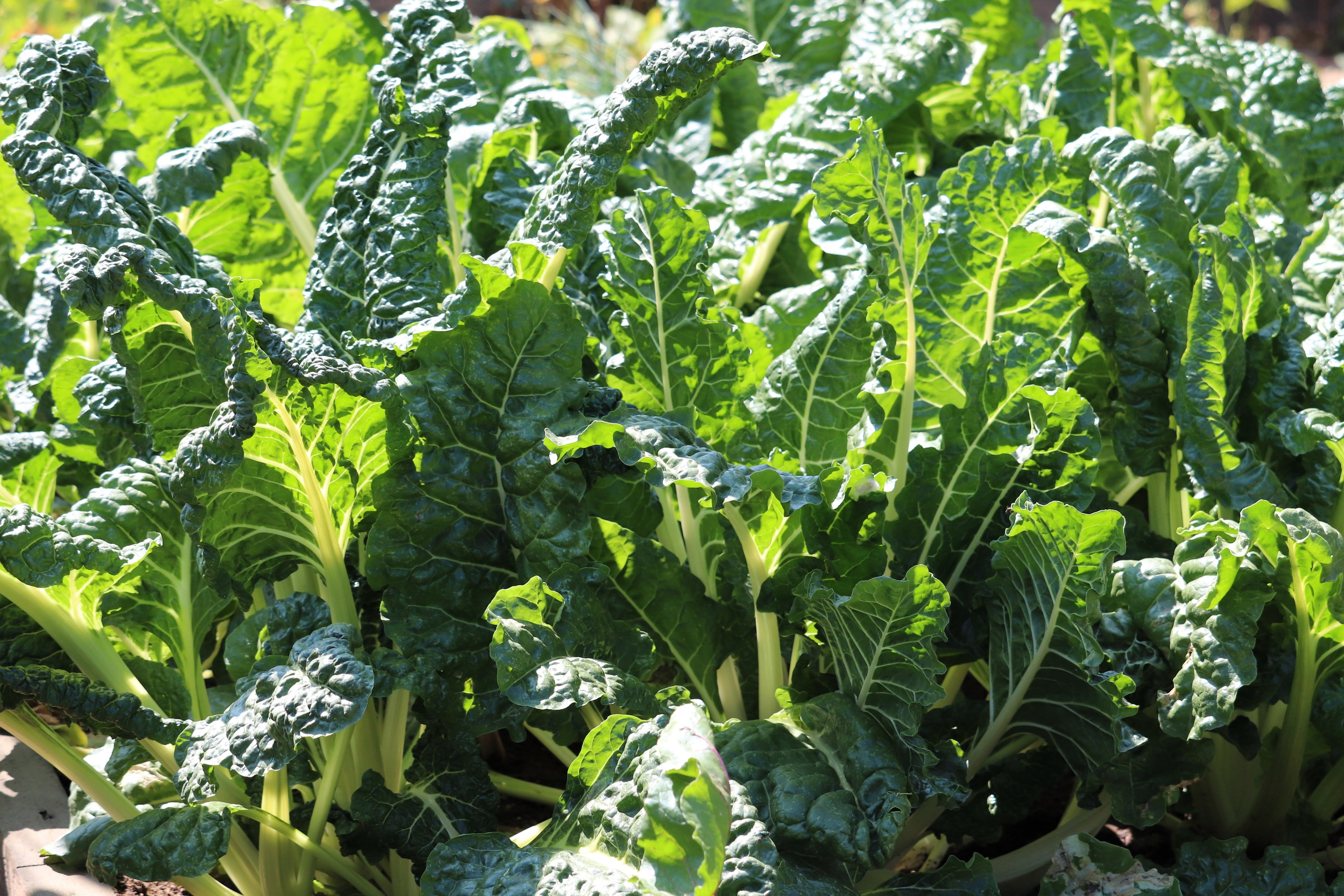 300 FORDHOOK GIANT SWISS CHARD (Perpetual Spinach) Beta Vulgaris Cicla Vegetable Seeds