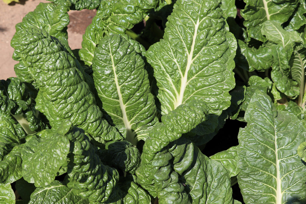 300 FORDHOOK GIANT SWISS CHARD (Perpetual Spinach) Beta Vulgaris Cicla Vegetable Seeds