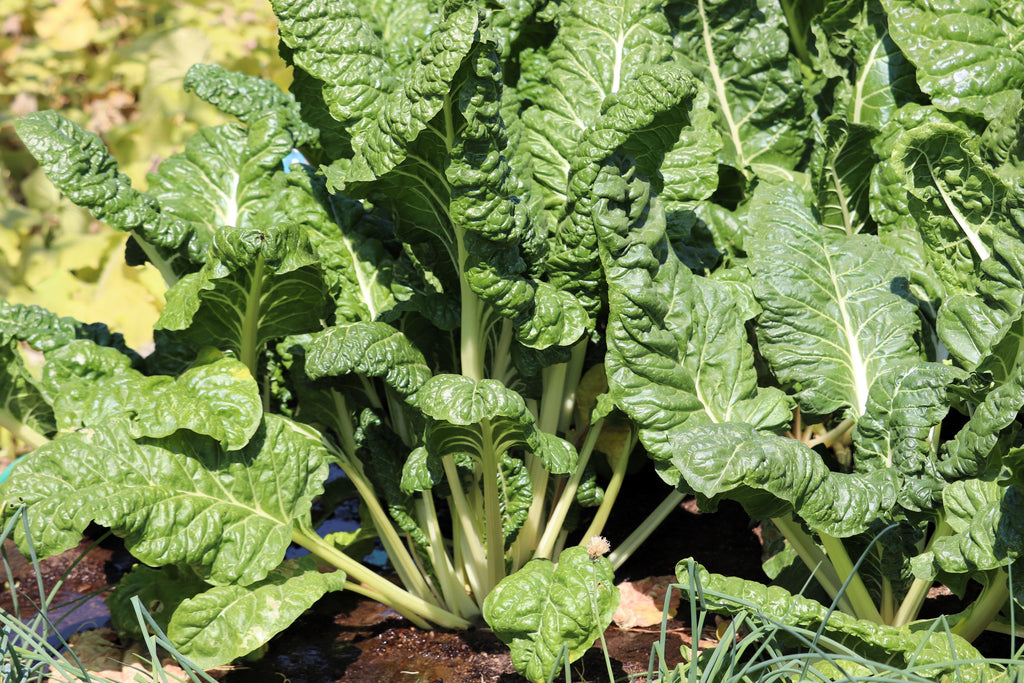 300 FORDHOOK GIANT SWISS CHARD (Perpetual Spinach) Beta Vulgaris Cicla Vegetable Seeds