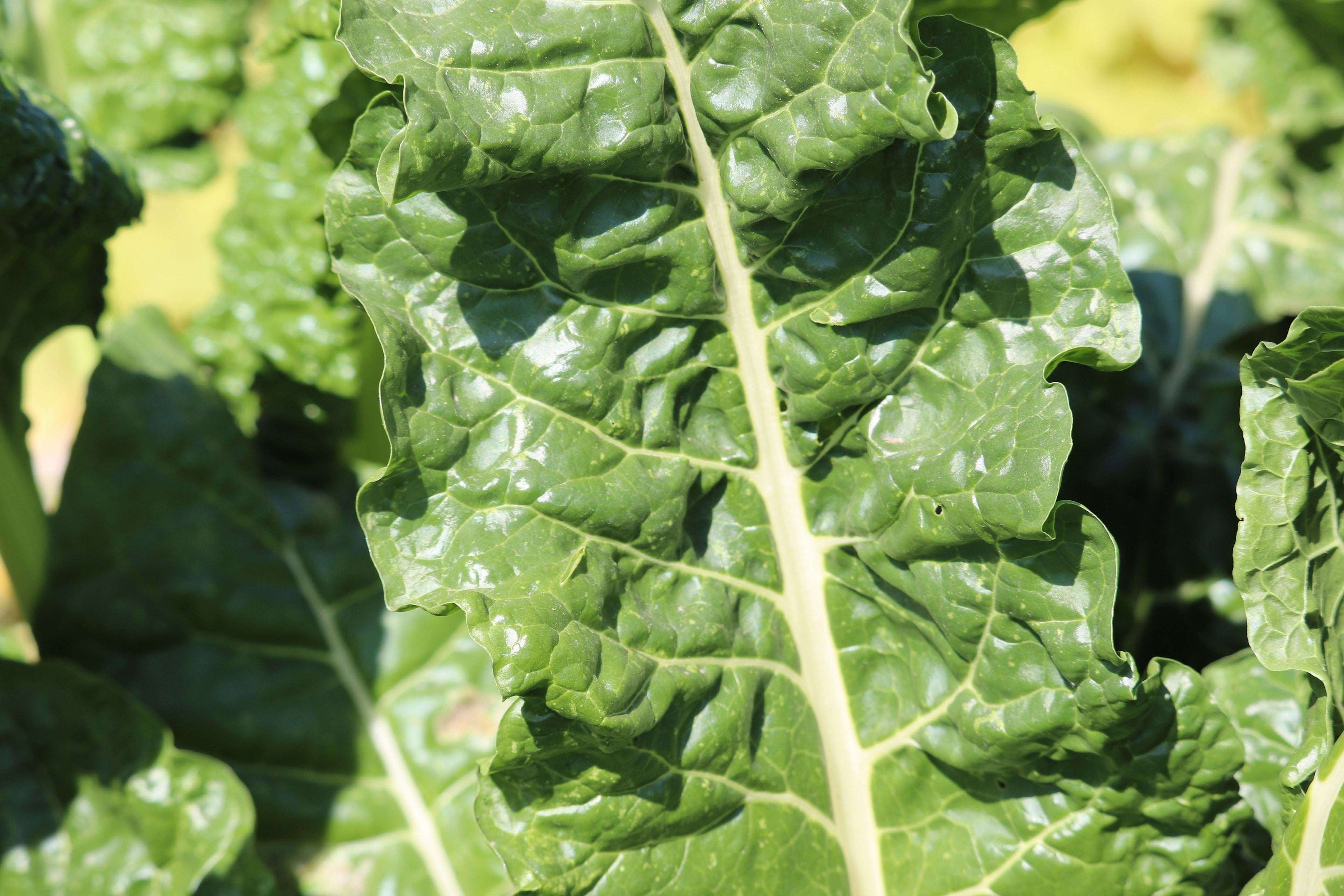 300 FORDHOOK GIANT SWISS CHARD (Perpetual Spinach) Beta Vulgaris Cicla Vegetable Seeds