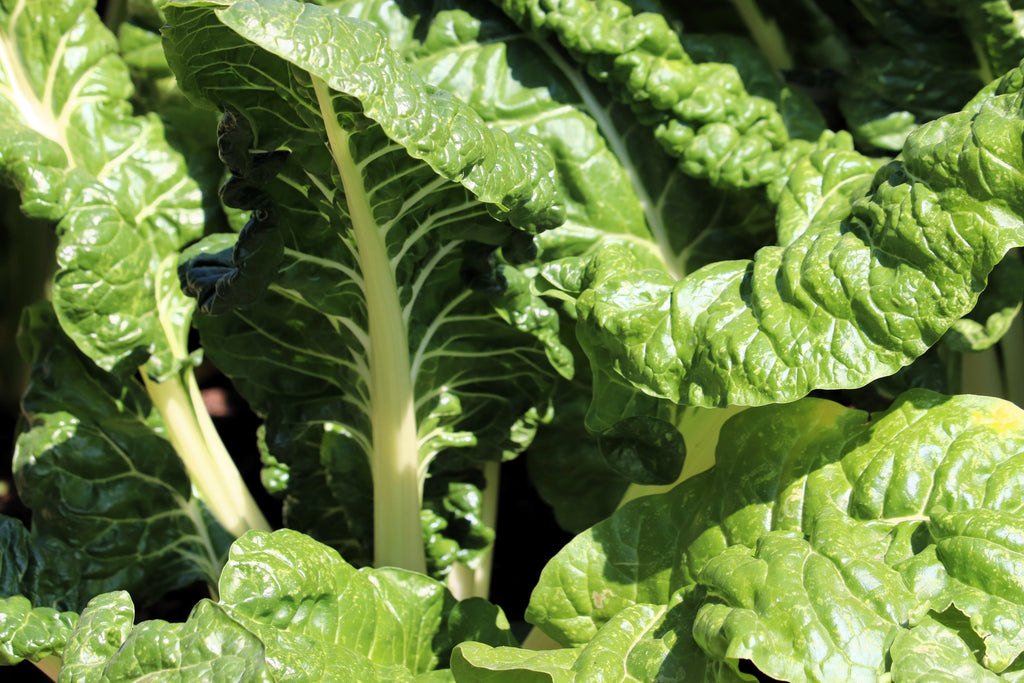 300 FORDHOOK GIANT SWISS CHARD (Perpetual Spinach) Beta Vulgaris Cicla Vegetable Seeds