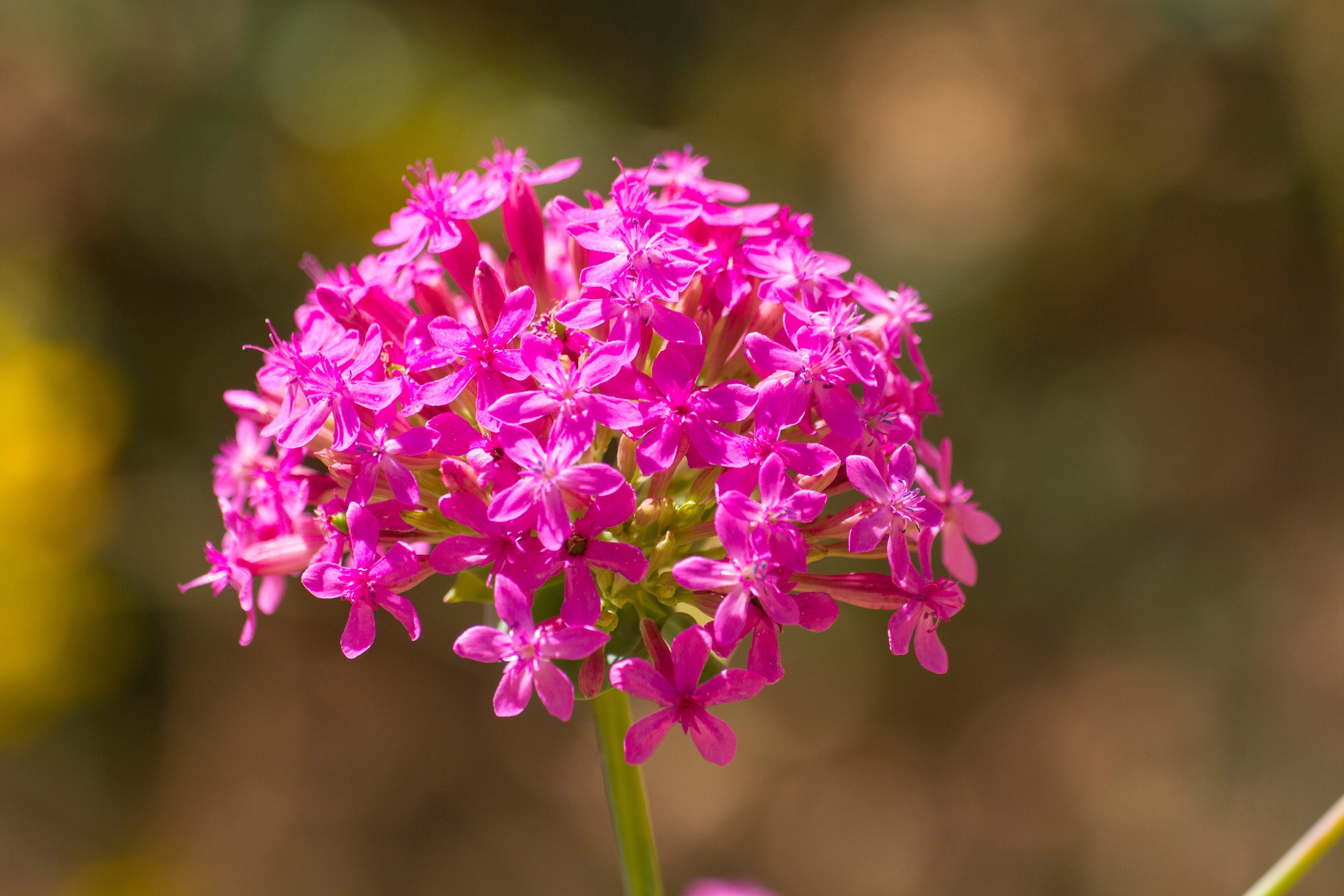 1000 TALL CATCHFLY (Campion / None So Pretty) Silene Armeria Pink Flower Seeds