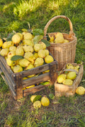 20 COMMON CULINARY QUINCE Fruit Tree Cydonia Oblonga Flowering Shrub Seeds
