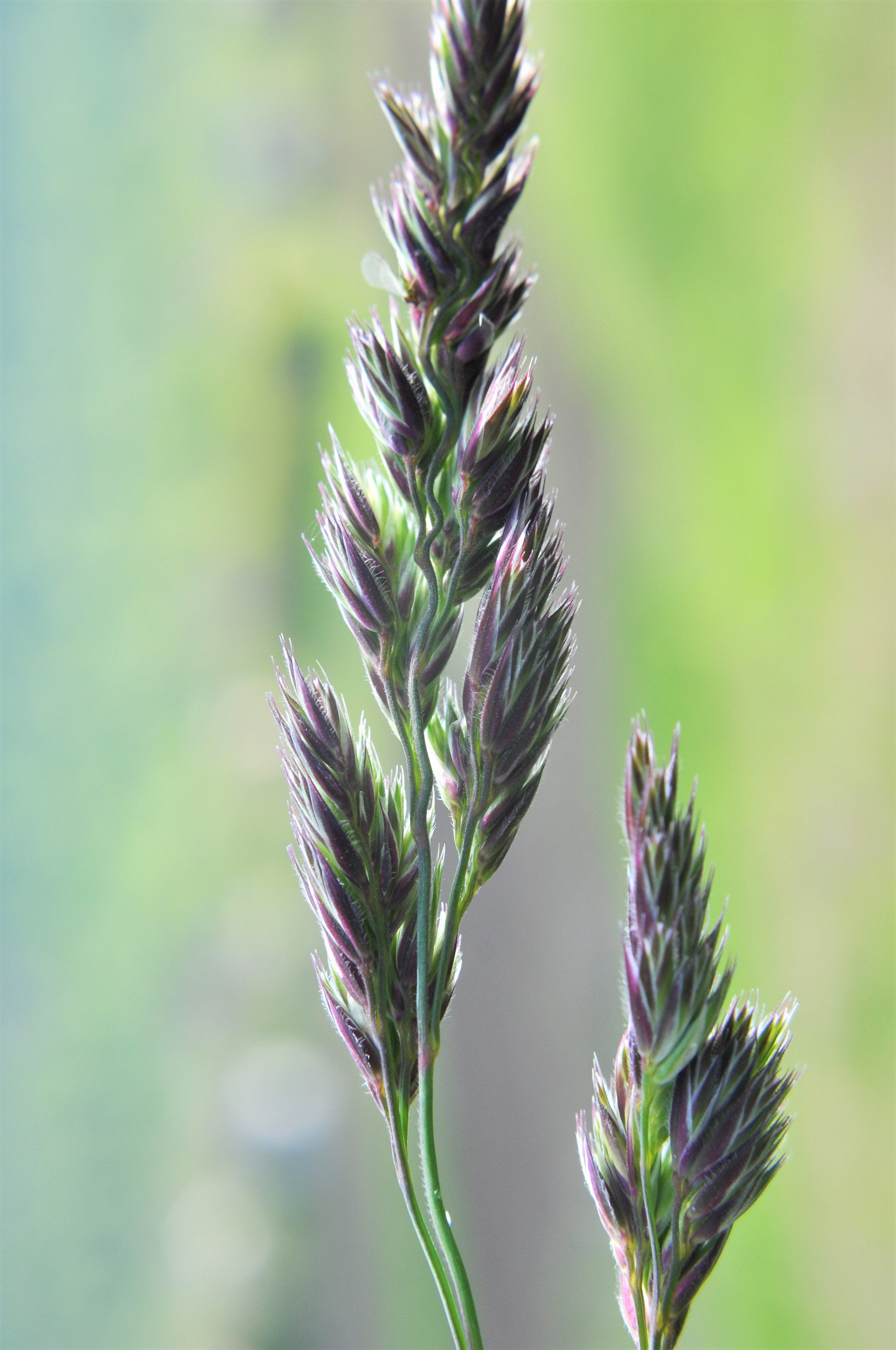 3000 QUICKDRAW ORCHARDGRASS Cat Grass Petgrass Cocksfoot Cool-Season Sun or Shade Dactylis GlomerataPerennial Bunchgrass Quick Draw Grass Seeds