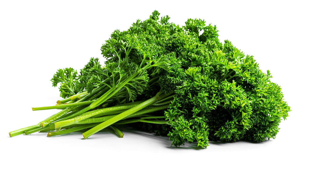 1500 TRIPLE CURLED PARSLEY Petroselinum Hortensis Herb Vegetable Seeds