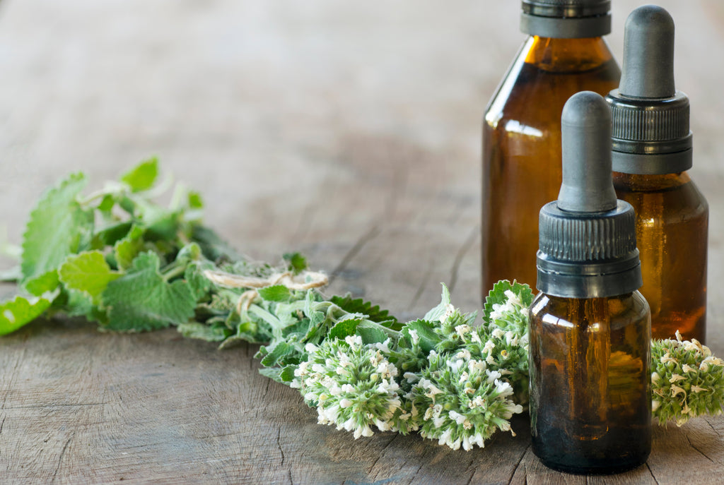 200 Lemon LEMONY CATNIP Nepeta Cataria Citriodora Herb Flower Seeds