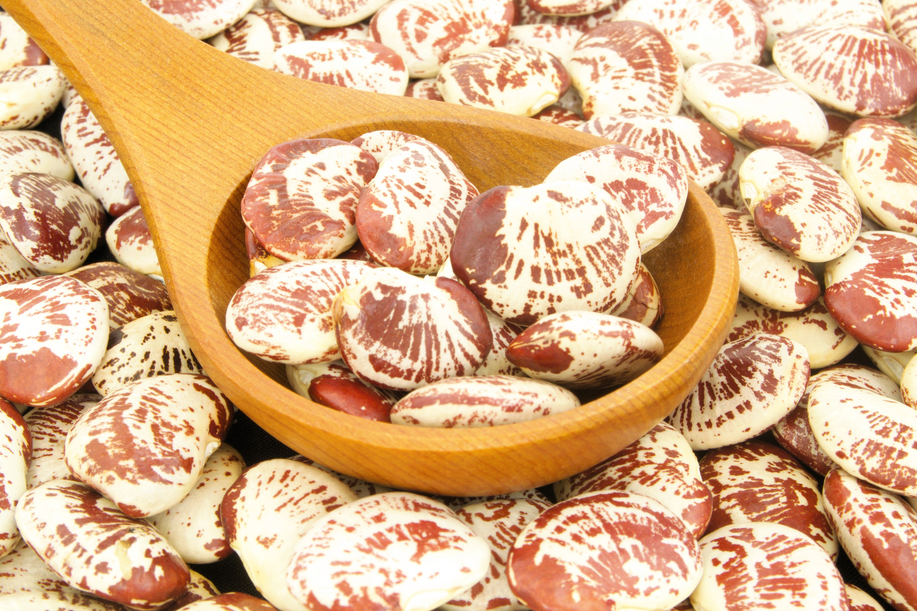 15 CHRISTMAS LIMA BEAN Calico Chestnut Phaseolus Lunatus Legume Vegetable Seeds