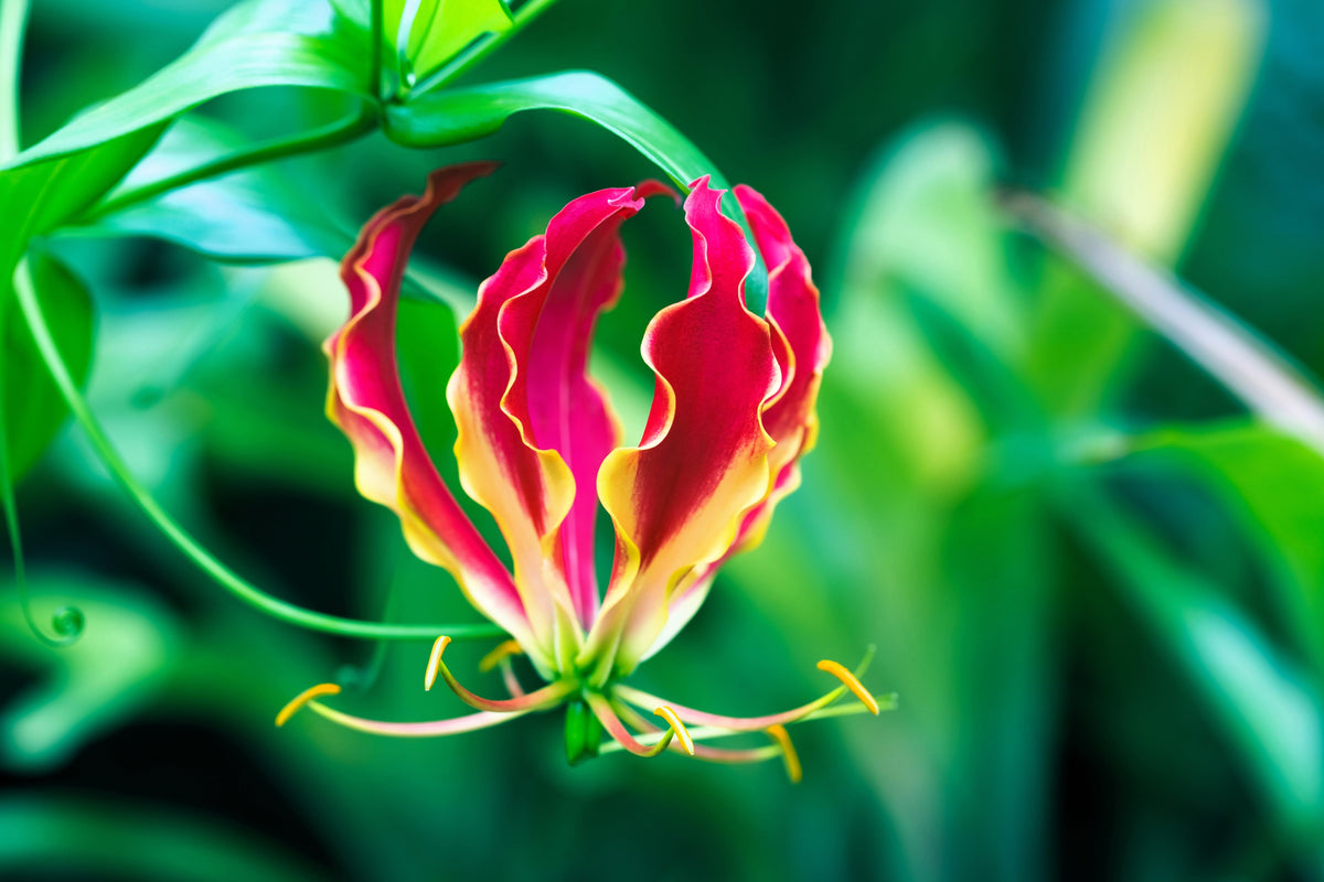 10 RED GLORIOSA LILY Flame Lily Gloriosa Superba Red & Yellow Flower Vine Seeds