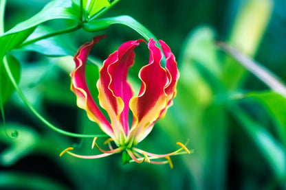 10 RED GLORIOSA LILY Flame Lily Gloriosa Superba Red & Yellow Flower Vine Seeds