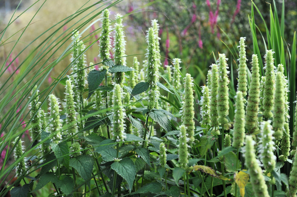 500 GIANT YELLOW HYSSOP Agastache Nepetoides Herb Flower Seeds