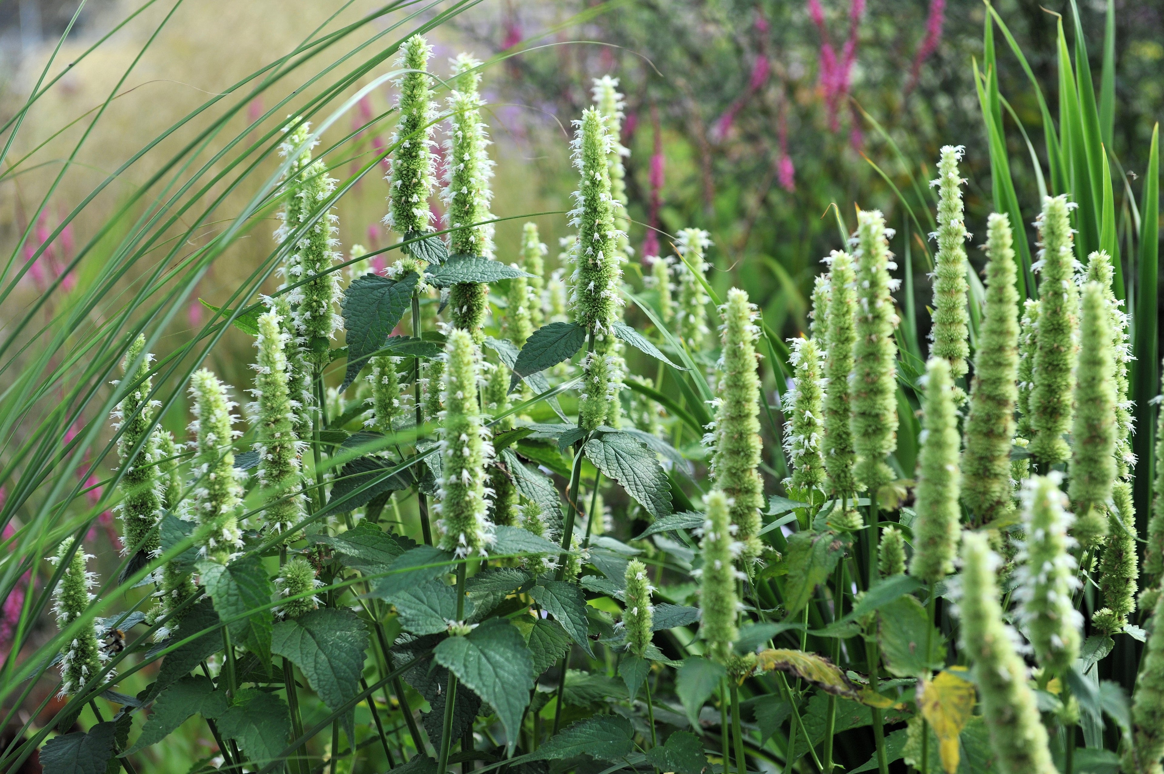 500 GIANT YELLOW HYSSOP Agastache Nepetoides Herb Flower Seeds