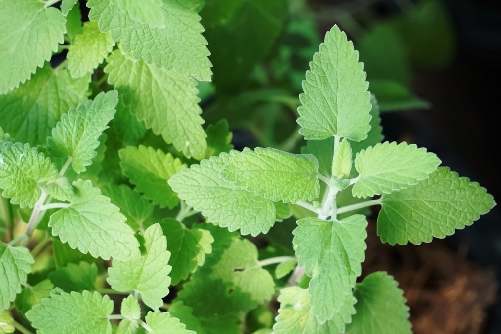 1000 HEIRLOOM CATNIP Nepeta Cataria Herb Flower Seeds