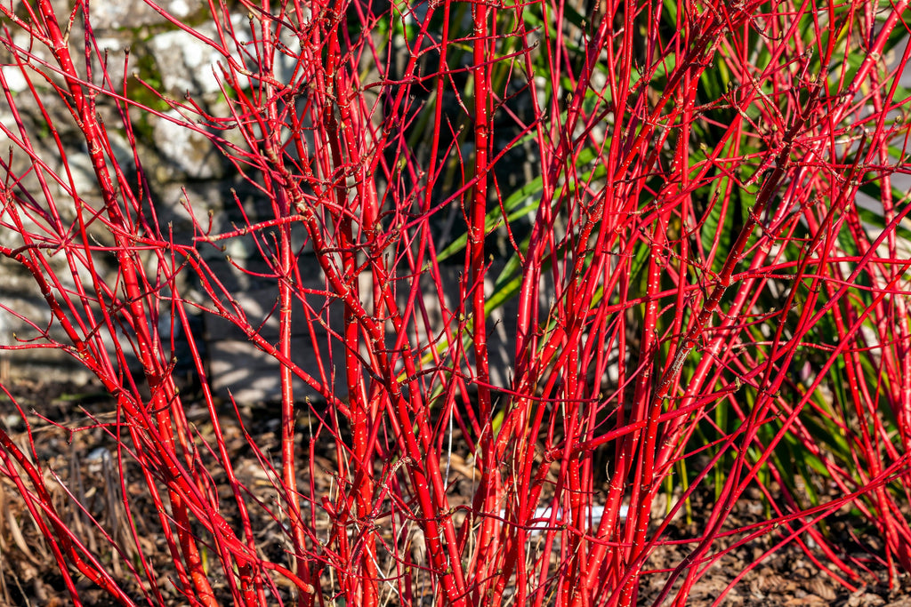 20 RED TWIG DOGWOOD American Red Osier Shrub White Flower Cornus Sericea Seeds