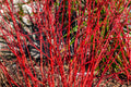 20 RED TWIG DOGWOOD American Red Osier Shrub White Flower Cornus Sericea Seeds