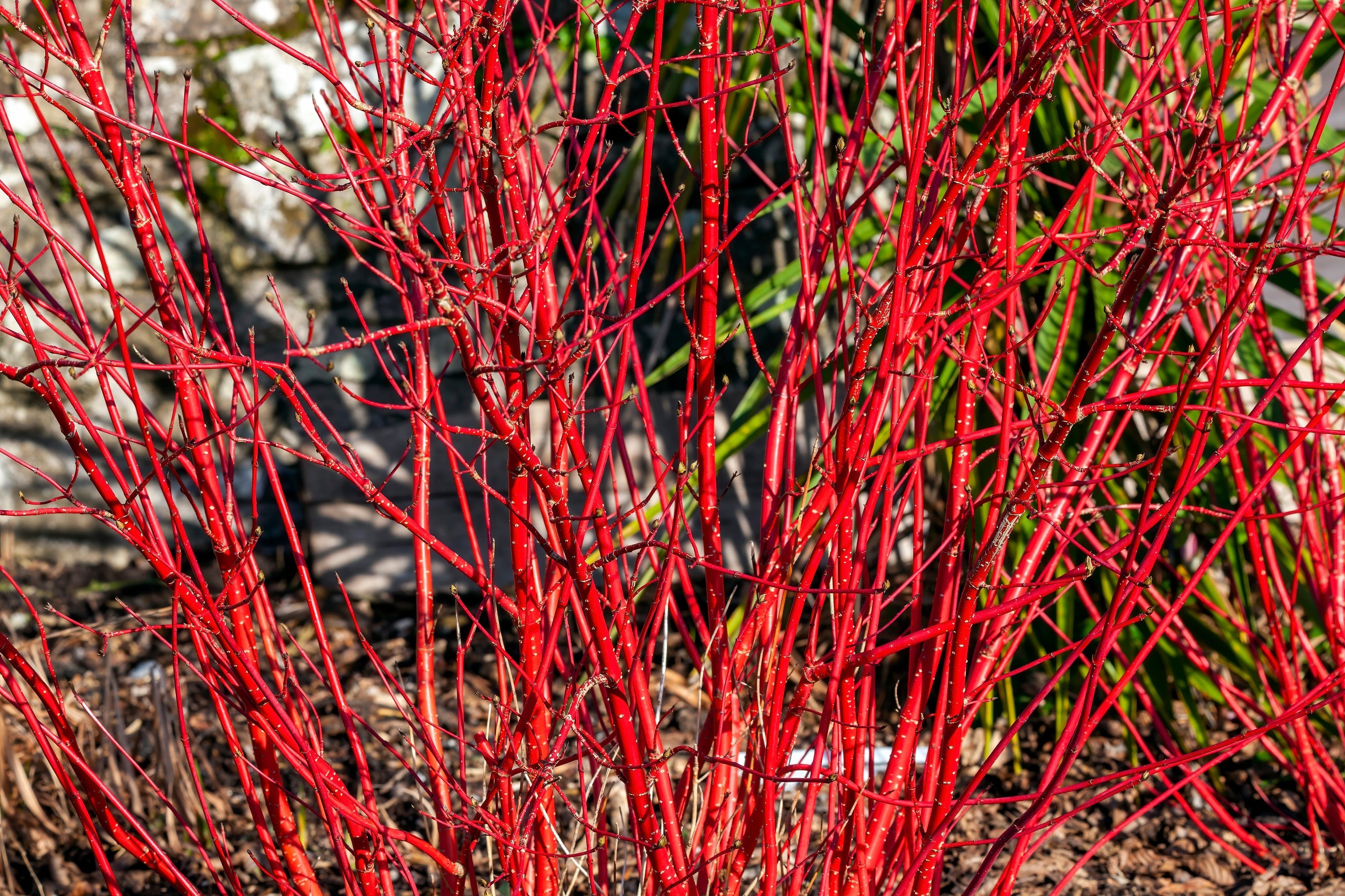 20 RED TWIG DOGWOOD American Red Osier Shrub White Flower Cornus Sericea Seeds