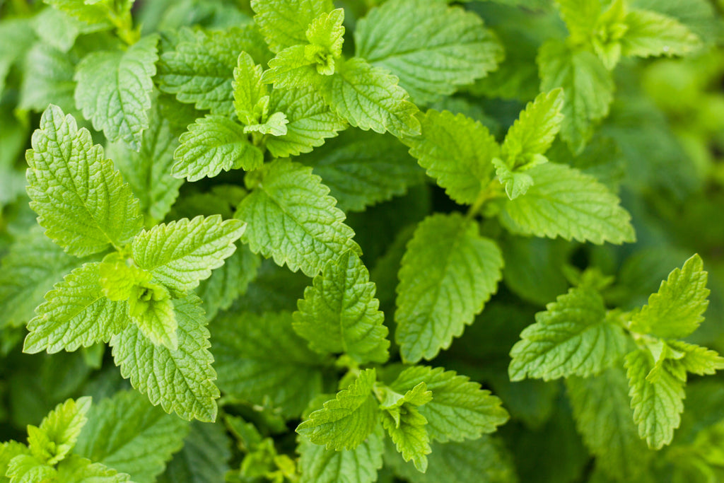 200 Lemon LEMONY CATNIP Nepeta Cataria Citriodora Herb Flower Seeds