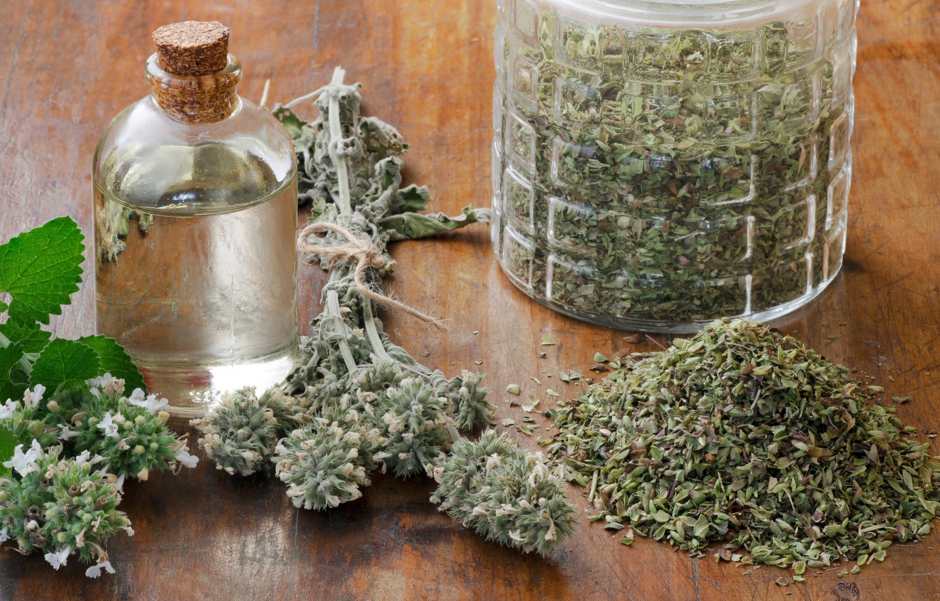 200 Lemon LEMONY CATNIP Nepeta Cataria Citriodora Herb Flower Seeds