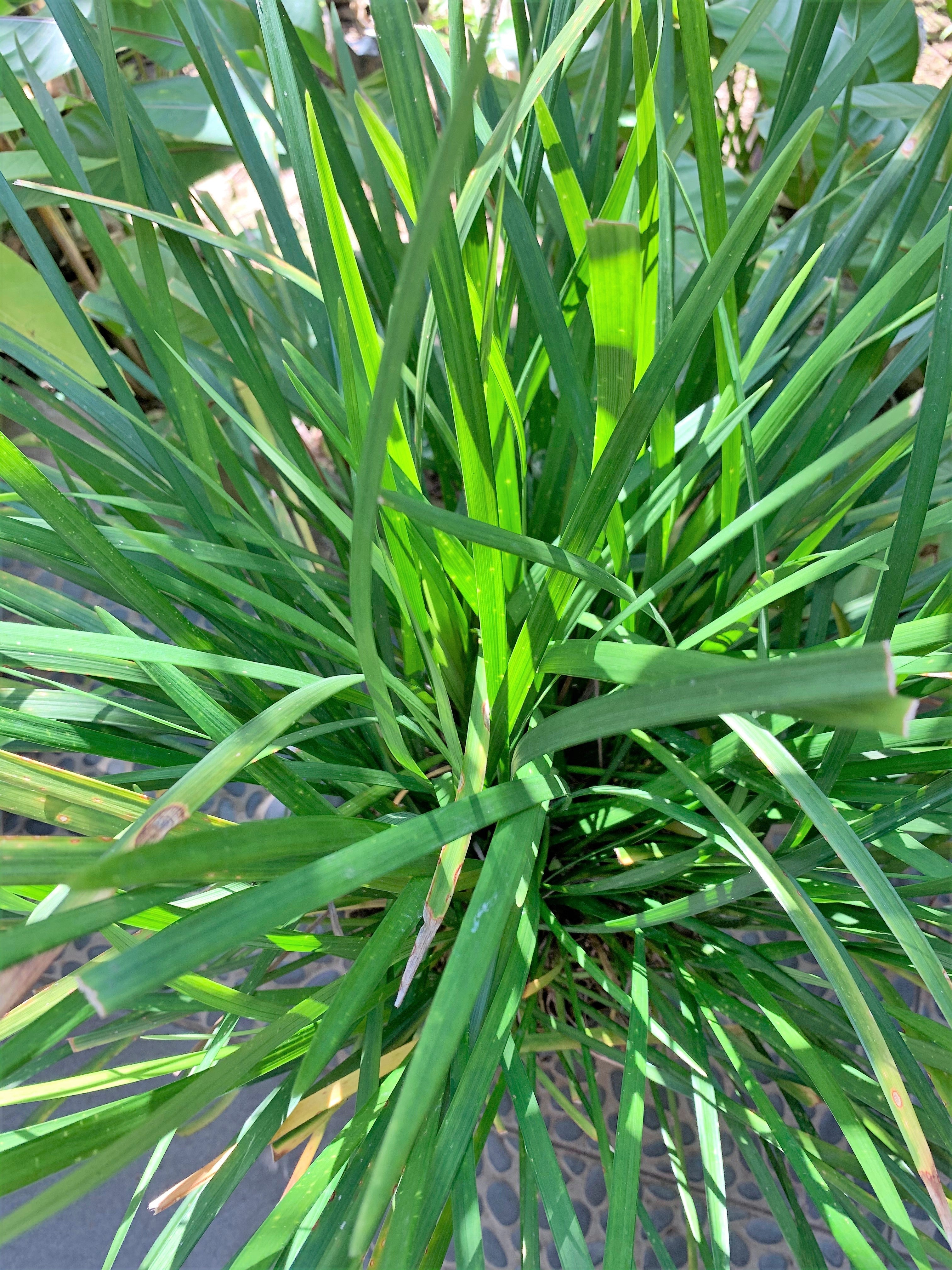 3000 QUICKDRAW ORCHARDGRASS Cat Grass Petgrass Cocksfoot Cool-Season Sun or Shade Dactylis GlomerataPerennial Bunchgrass Quick Draw Grass Seeds