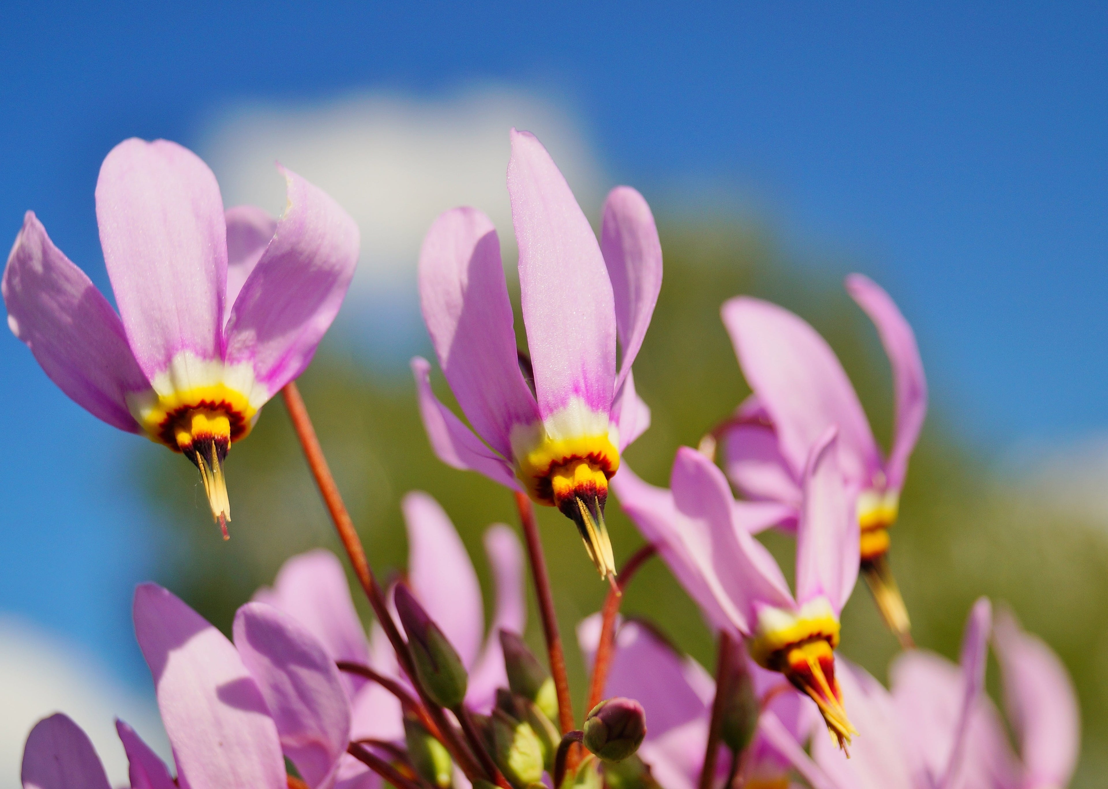 25 MIDLAND SHOOTING STAR (Flamingo Flower / Birds Bills / Prairie Pointer) Dodecatheon Meadia Flower Seeds
