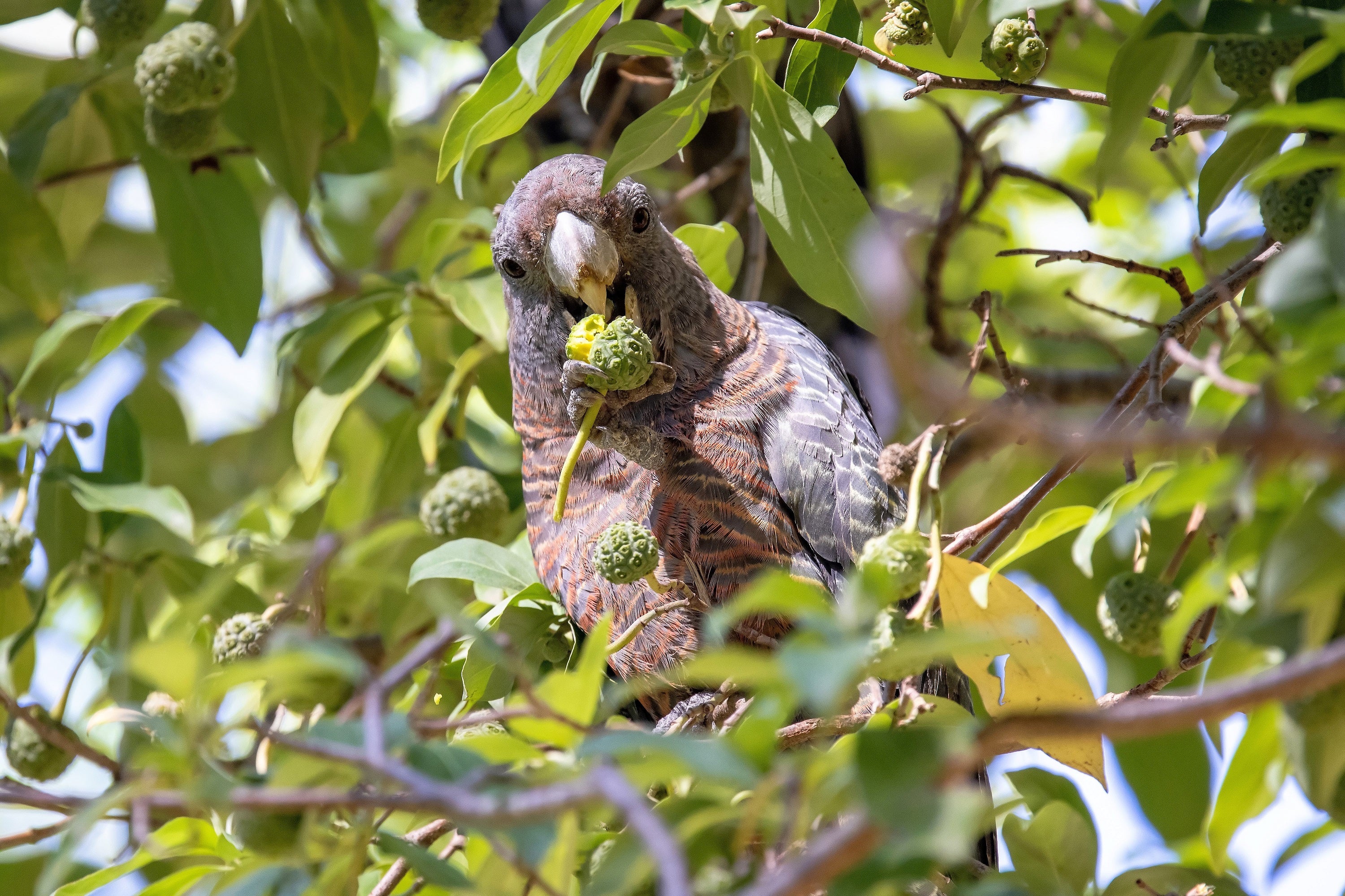 5 PINK DOGWOOD Tree Cornus Capitata Angustata Kousa Ornamental Flowering Tree Seeds