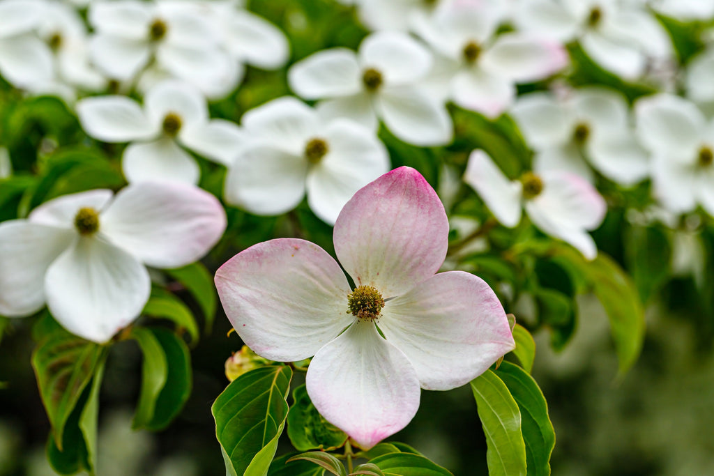 20 HIMALAYAN DOGWOOD / STRAWBERRY Tree Cornus Capitata White & Pink Flower Red Fruit Seeds