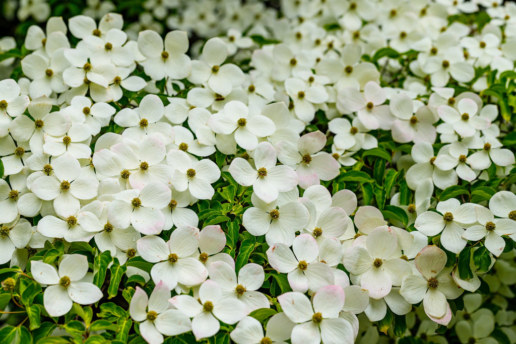 20 HIMALAYAN DOGWOOD / STRAWBERRY Tree Cornus Capitata White & Pink Flower Red Fruit Seeds