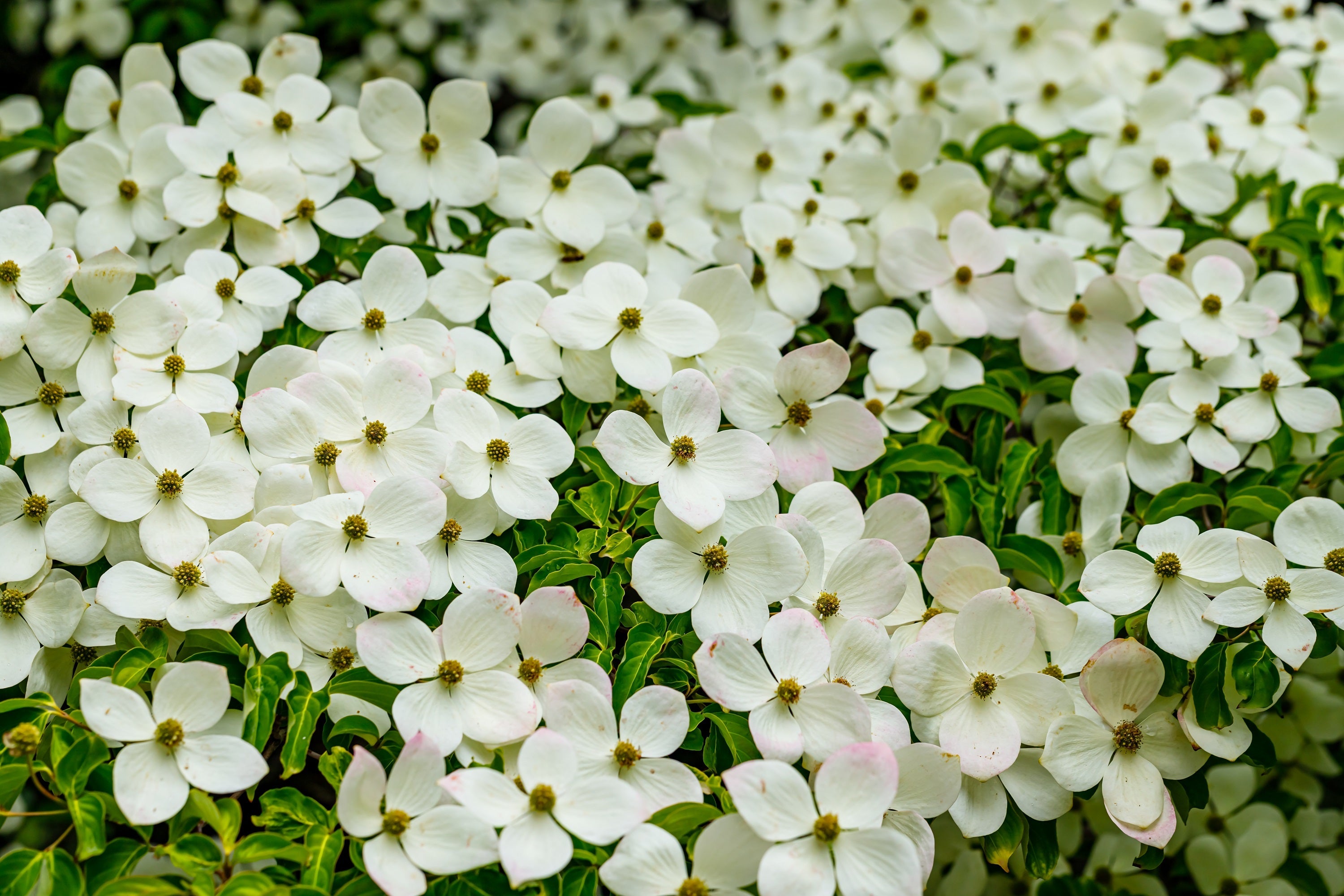 20 HIMALAYAN DOGWOOD / STRAWBERRY Tree Cornus Capitata White & Pink Flower Red Fruit Seeds