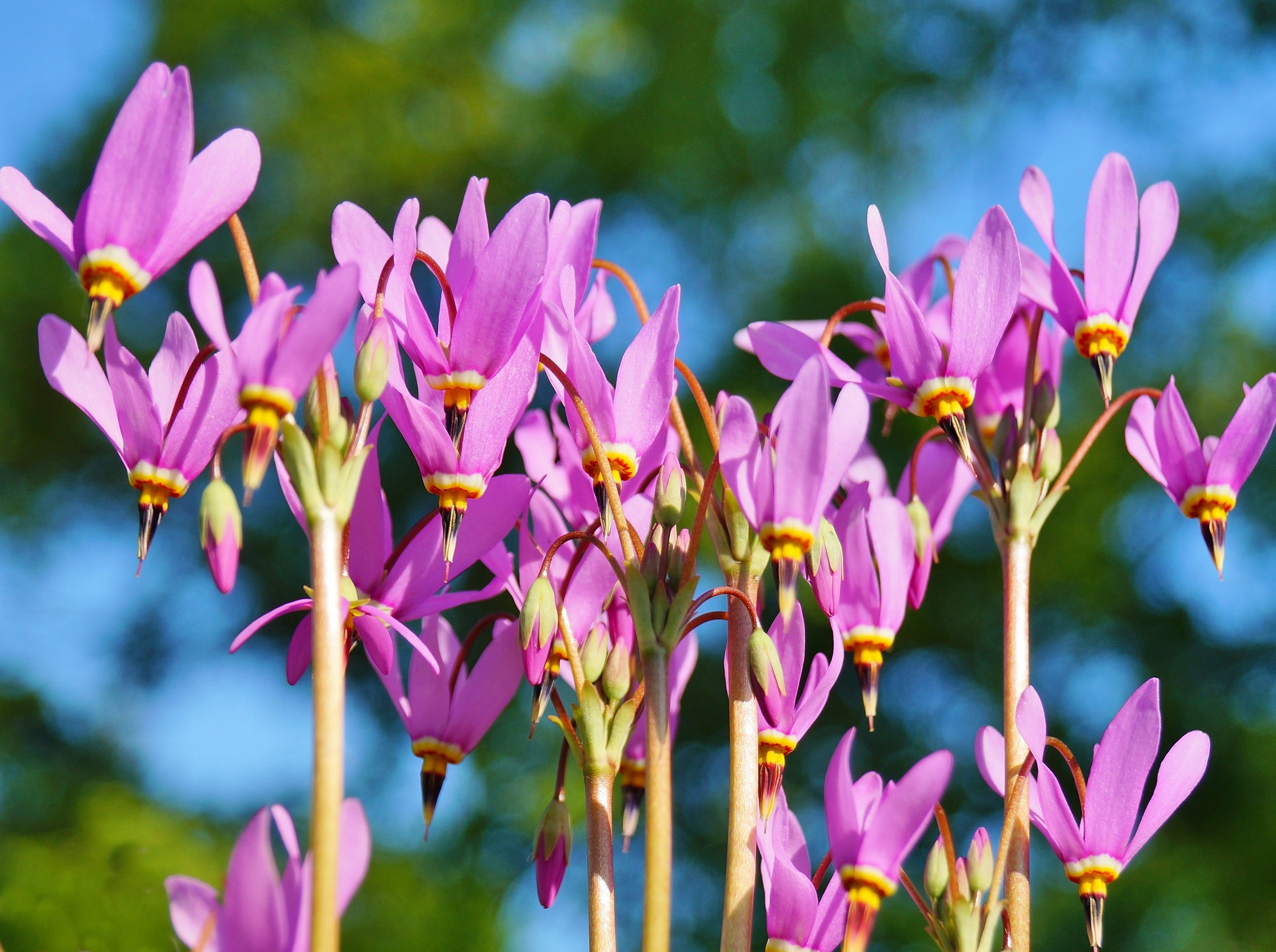 25 MIDLAND SHOOTING STAR (Flamingo Flower / Birds Bills / Prairie Pointer) Dodecatheon Meadia Flower Seeds