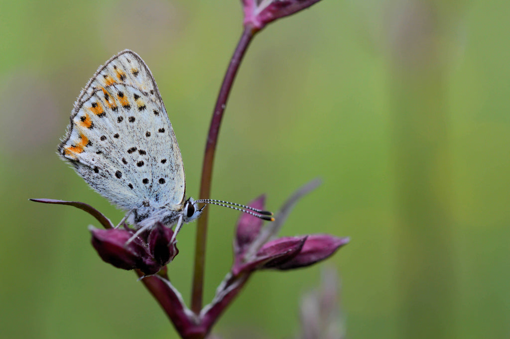 25 VESUVIUS CAMPION Red Orange Lychnis Arkwrightii Catchfly Flower Seeds